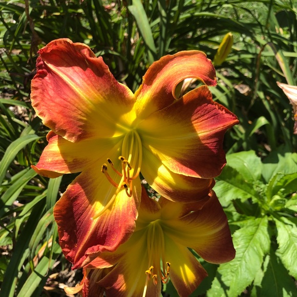 Meet your Posher, Gia - Picture 1 of 1